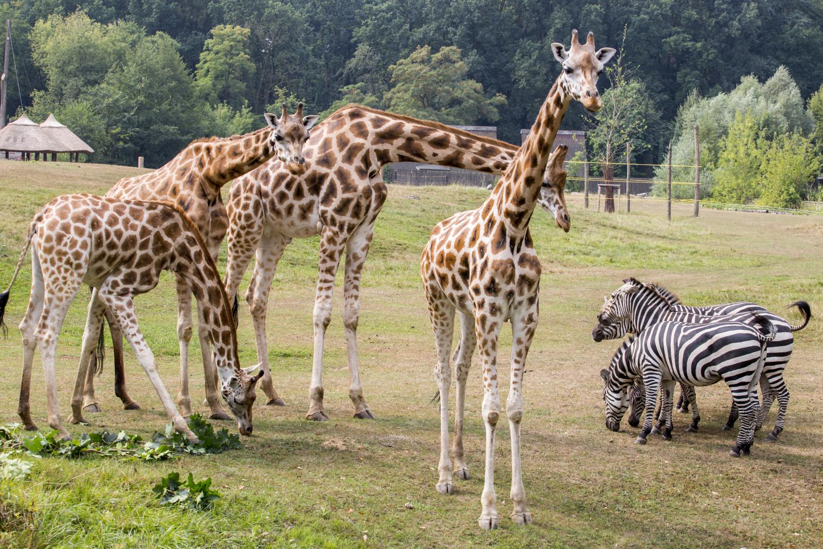 żyrafy i zebry