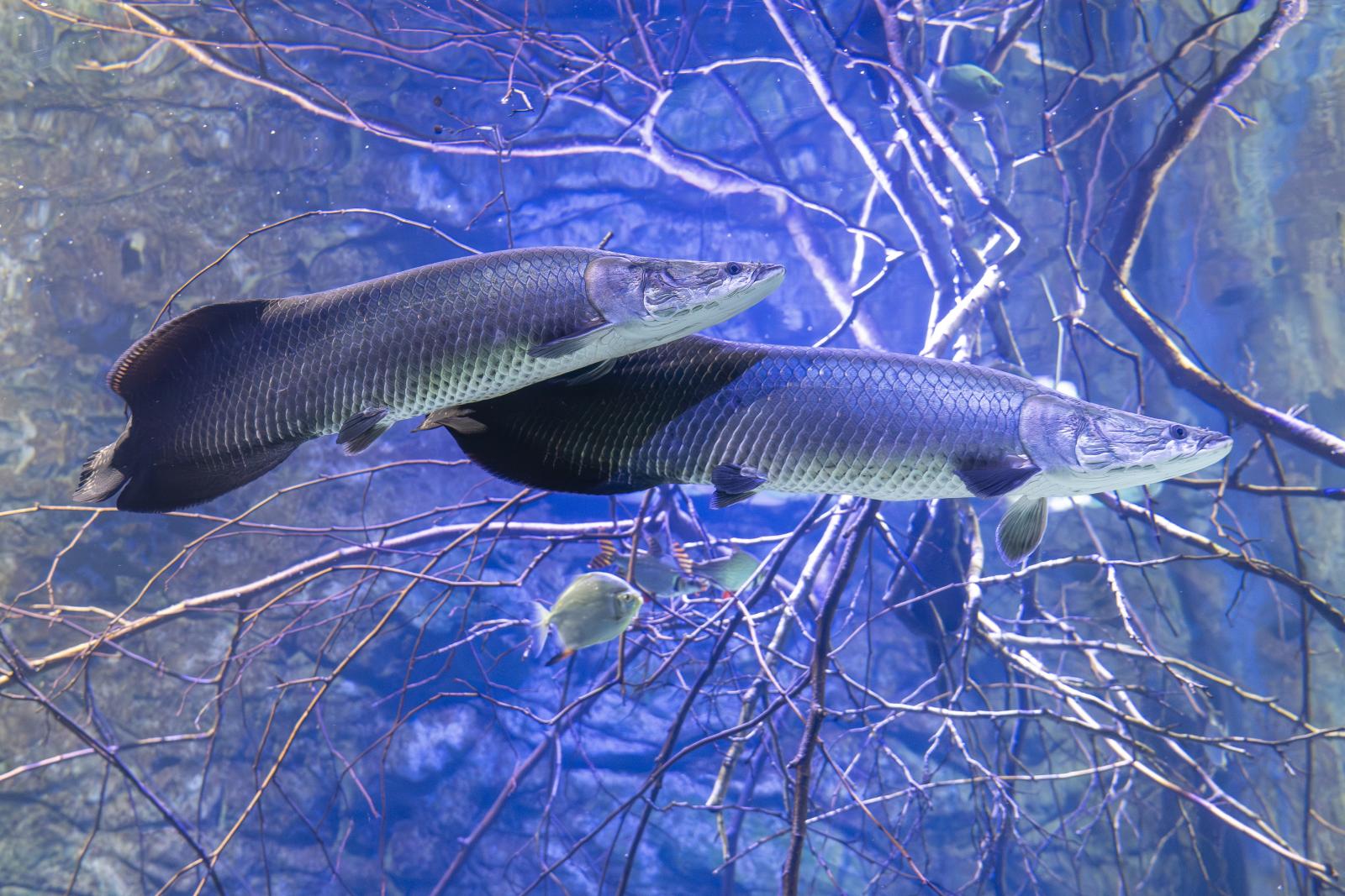 Akwarium w zoo Opole