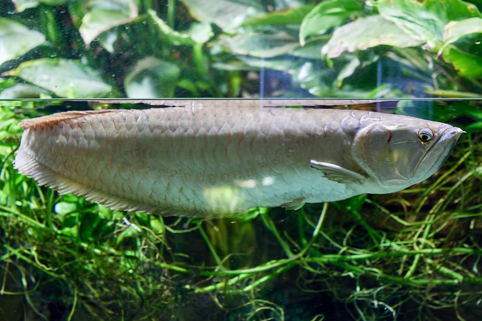 Arowana Srebrna