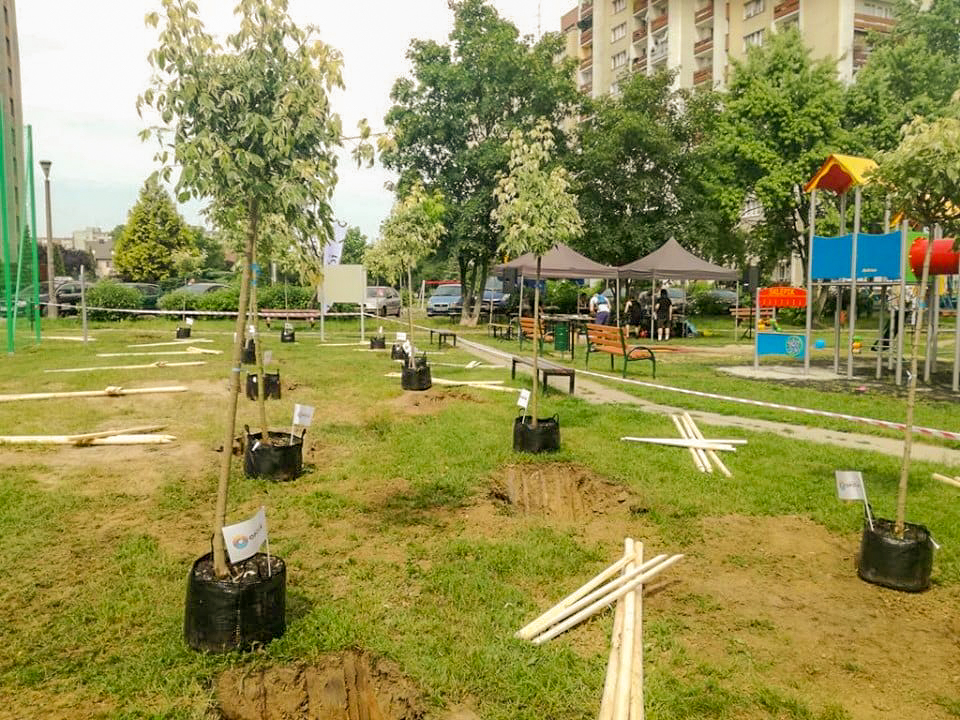 nasadzenie drzew i krzewów
