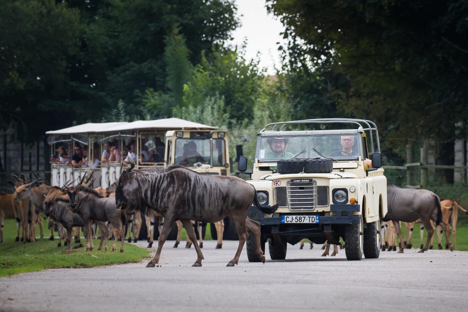 Fot. Safari Park Dvůr Králové