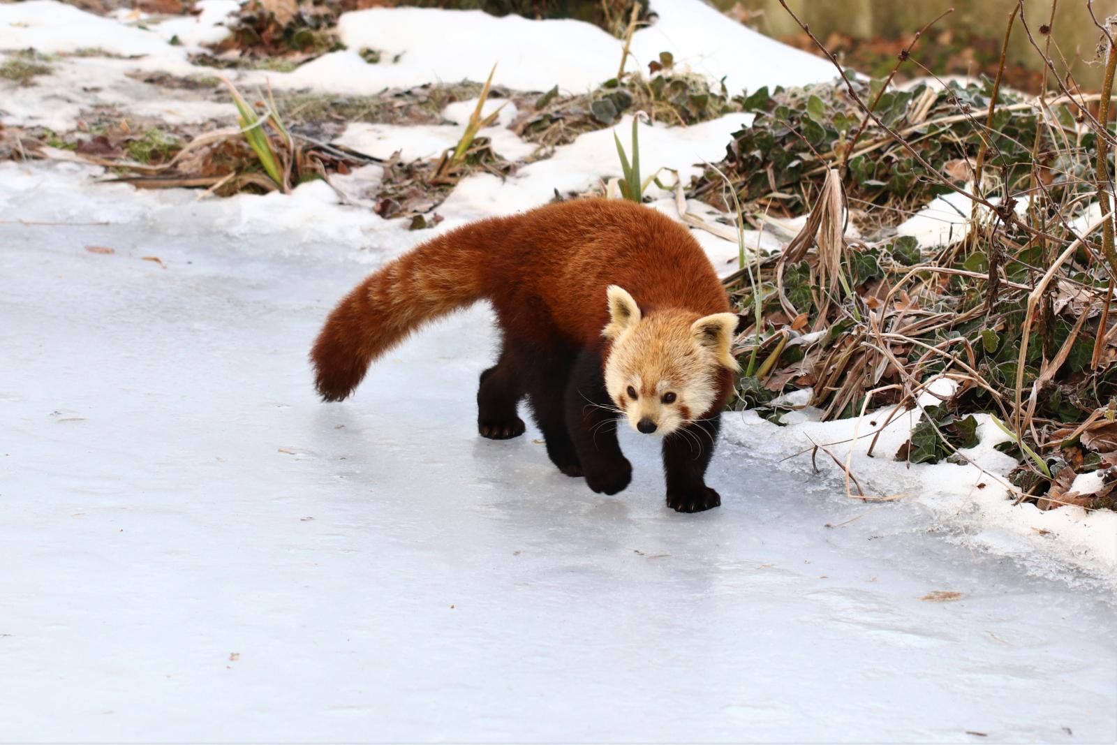 panda ruda fot. M. Bogdanowicz