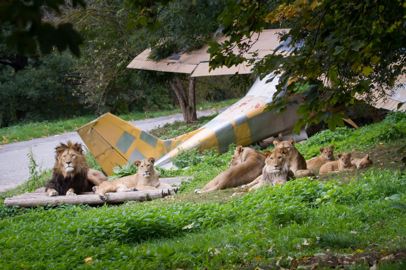fot. Safari Dvůr Králové