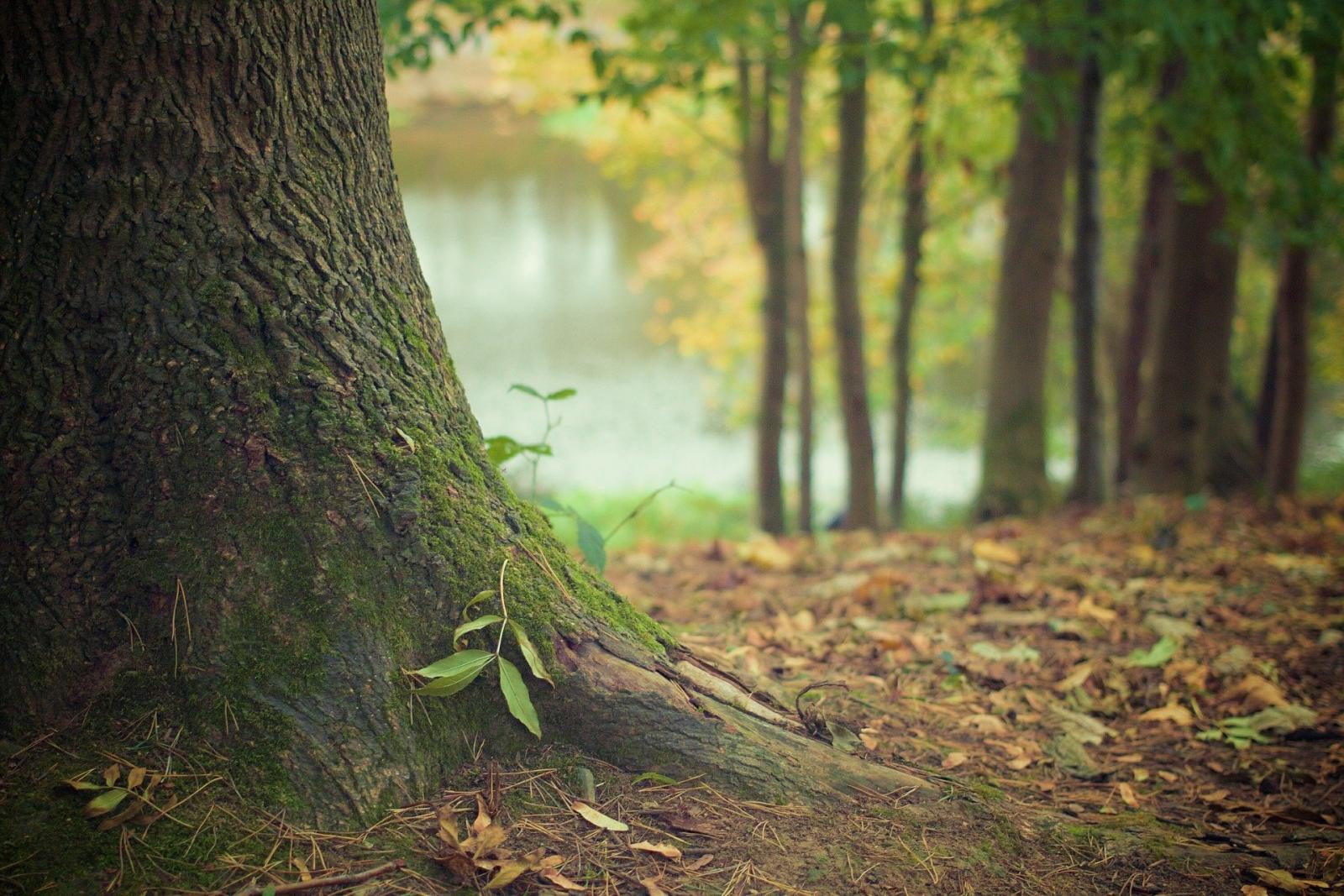 Las, natura