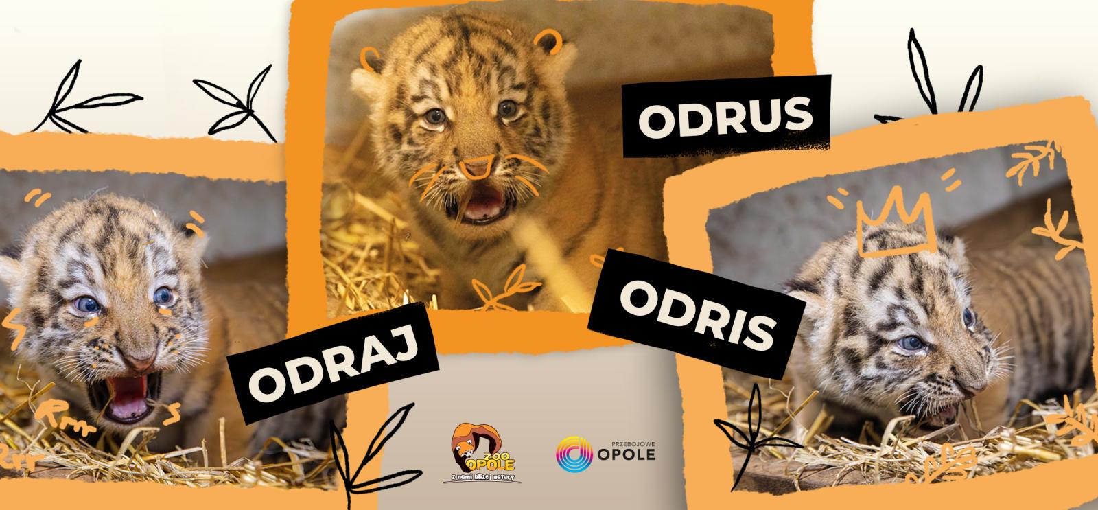 baner