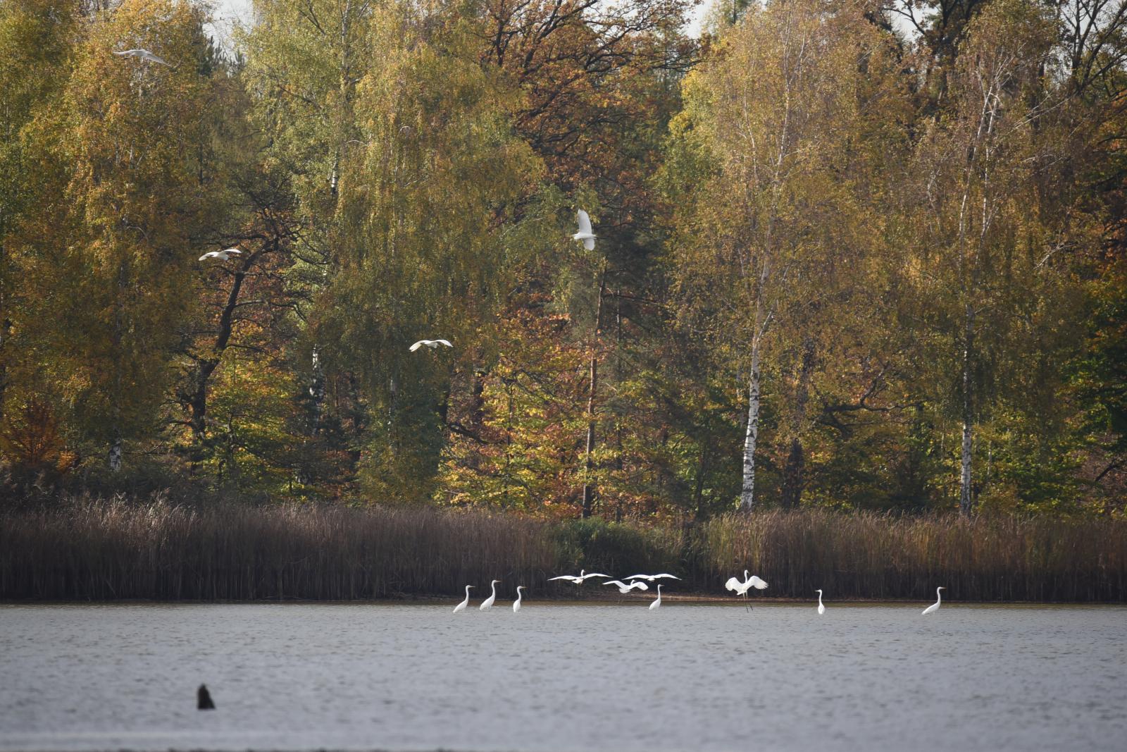 zdjęcie ptaków w stawie nad lasem