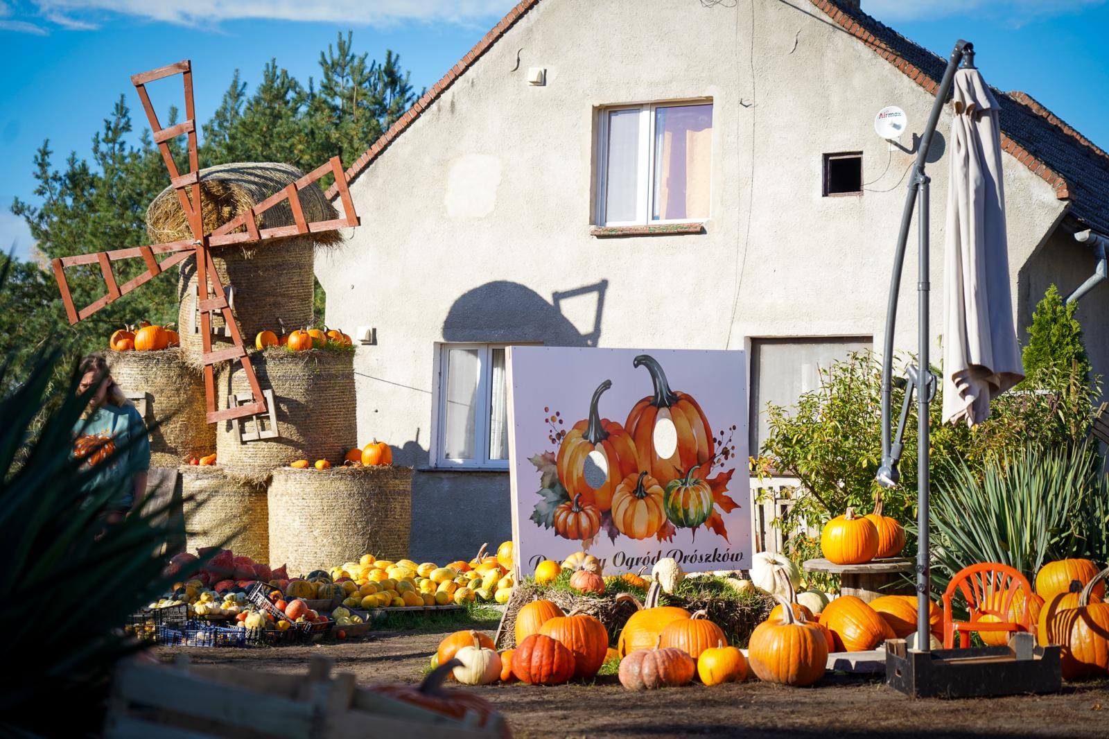 zdjęcie z podwórka z dyniowego ogrodu