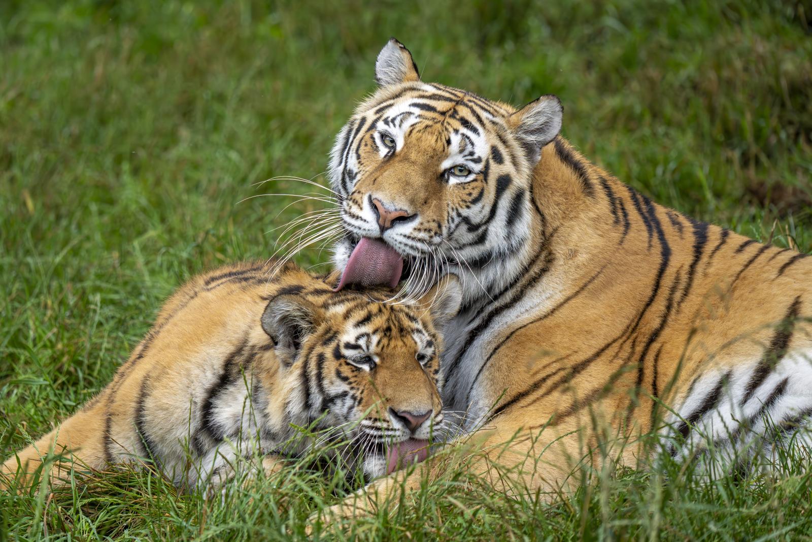 tygrysy z opolskiego zoo