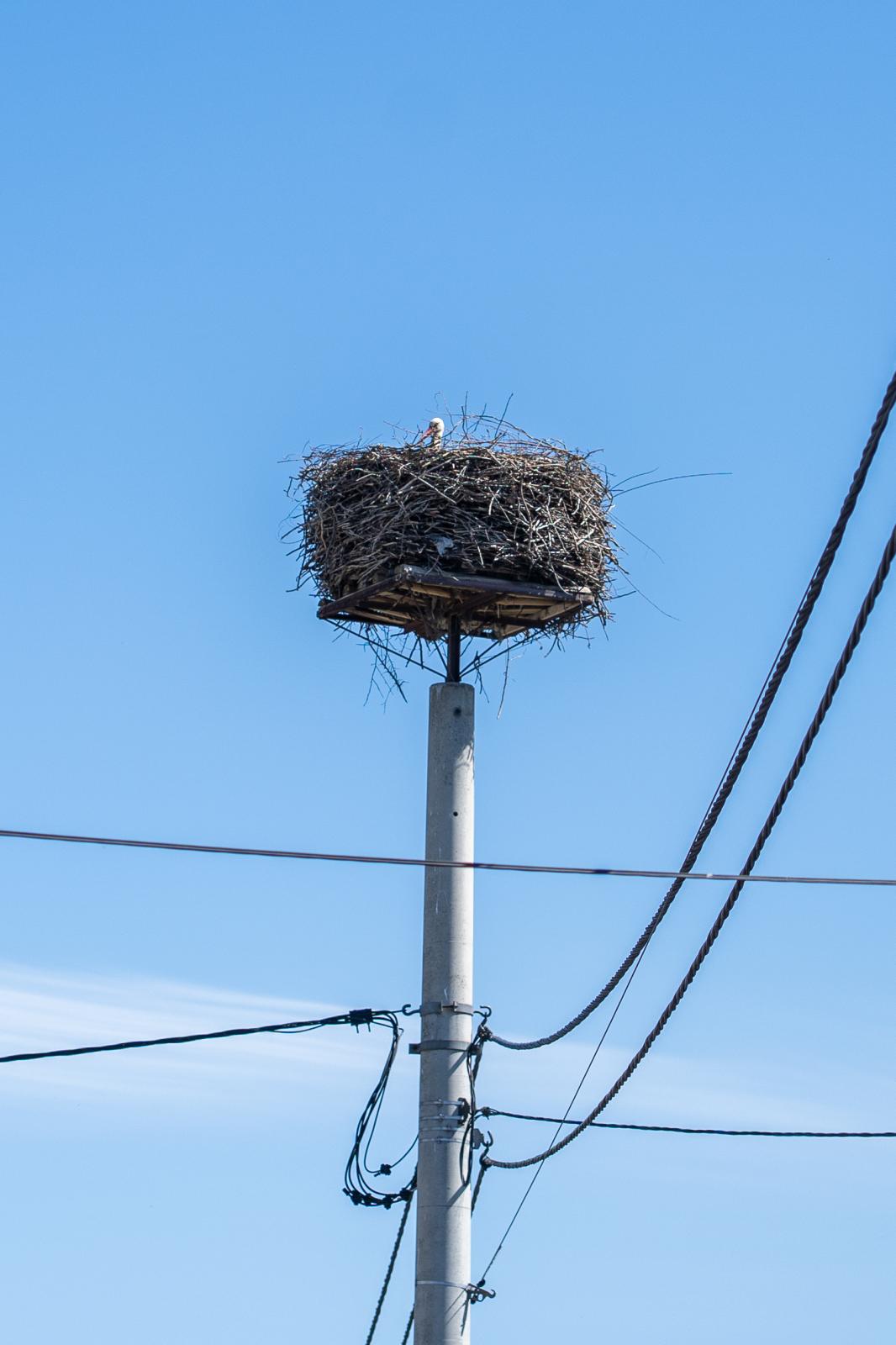 zdjęcie bociana na słupie elektrycznym