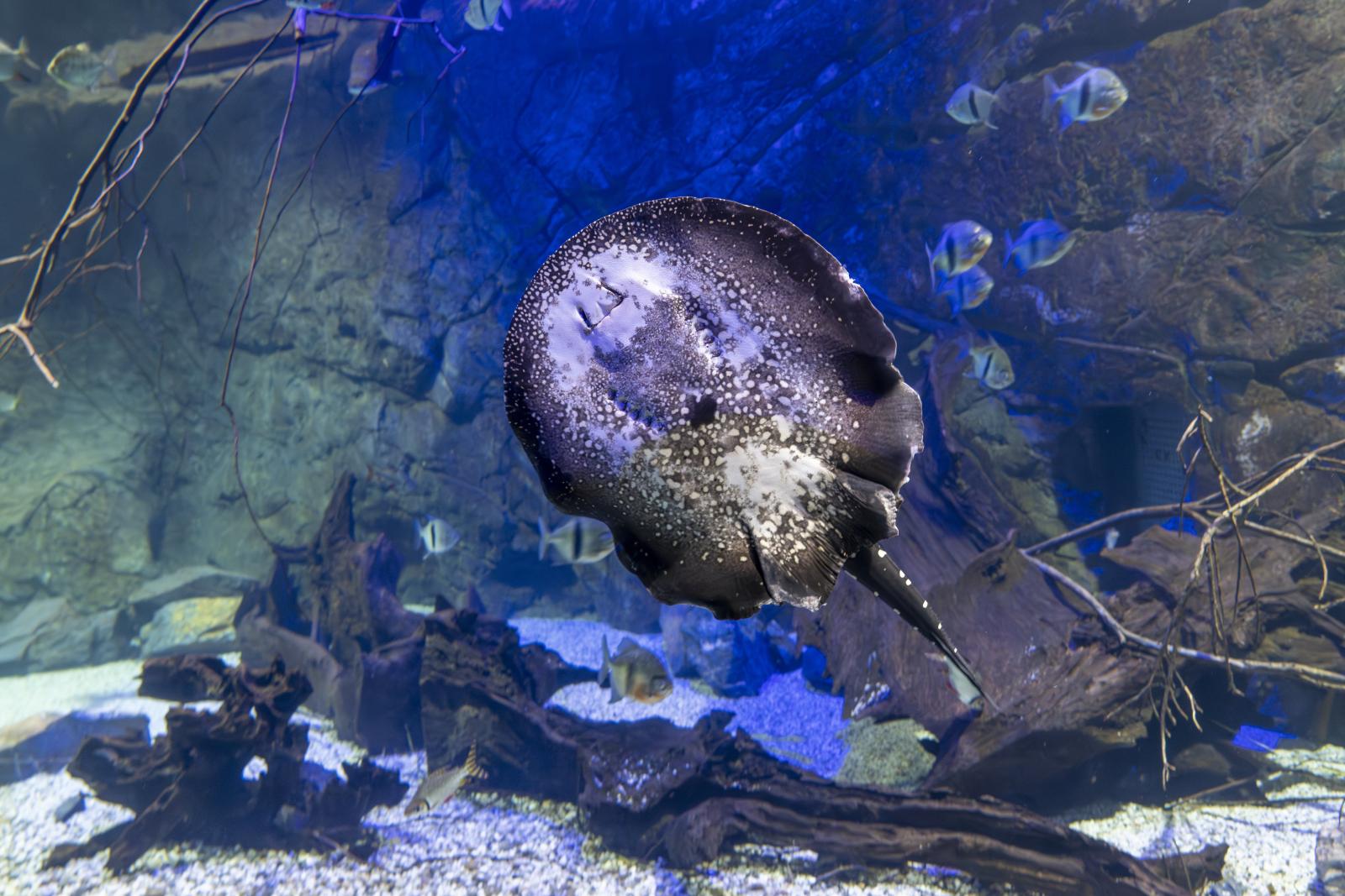 zdjęcie przedstawiające akwarium w zoo