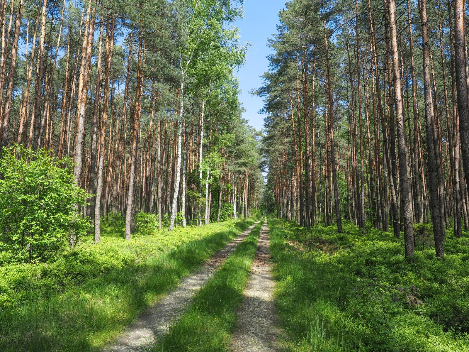 Lasy Stobrawski Turawskie