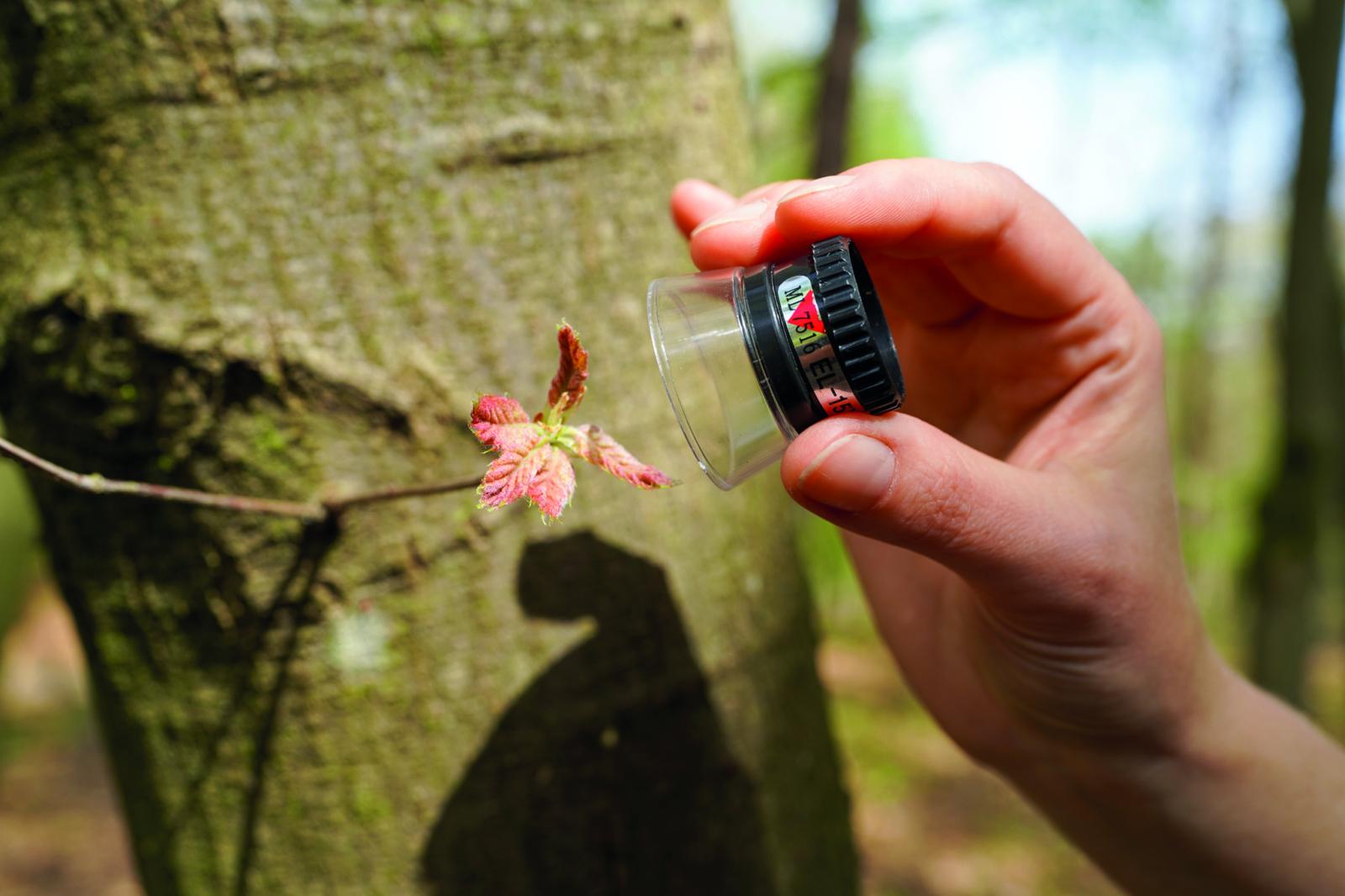 oglądanie liścia przez lupkę