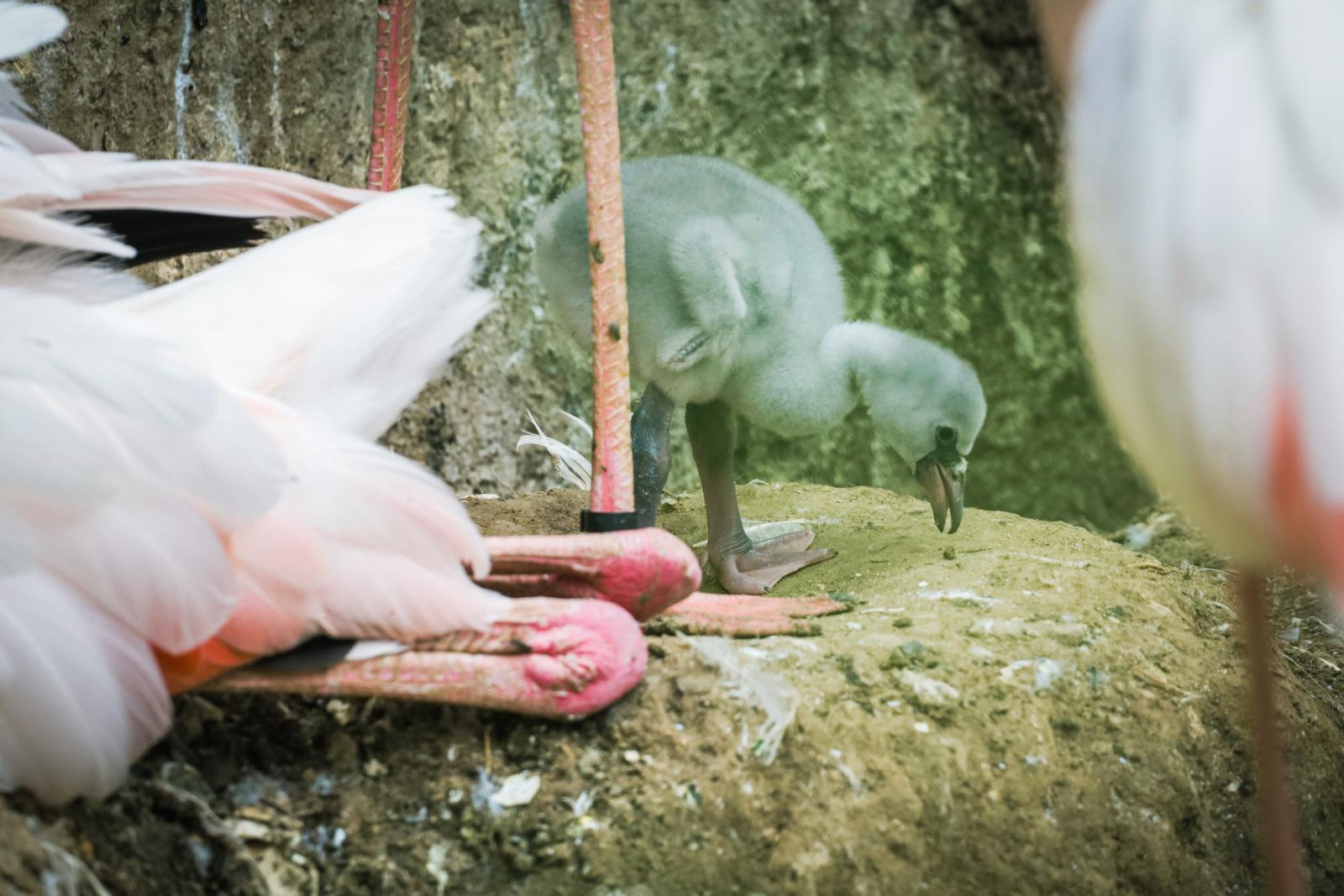 Flamingi