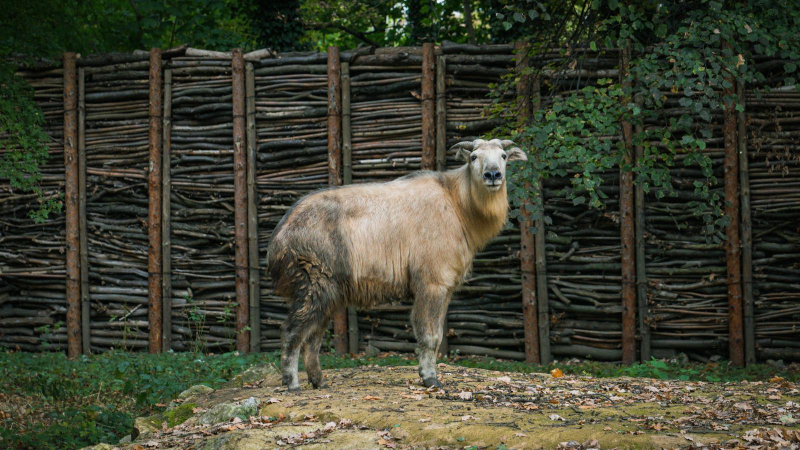 Takin złocisty