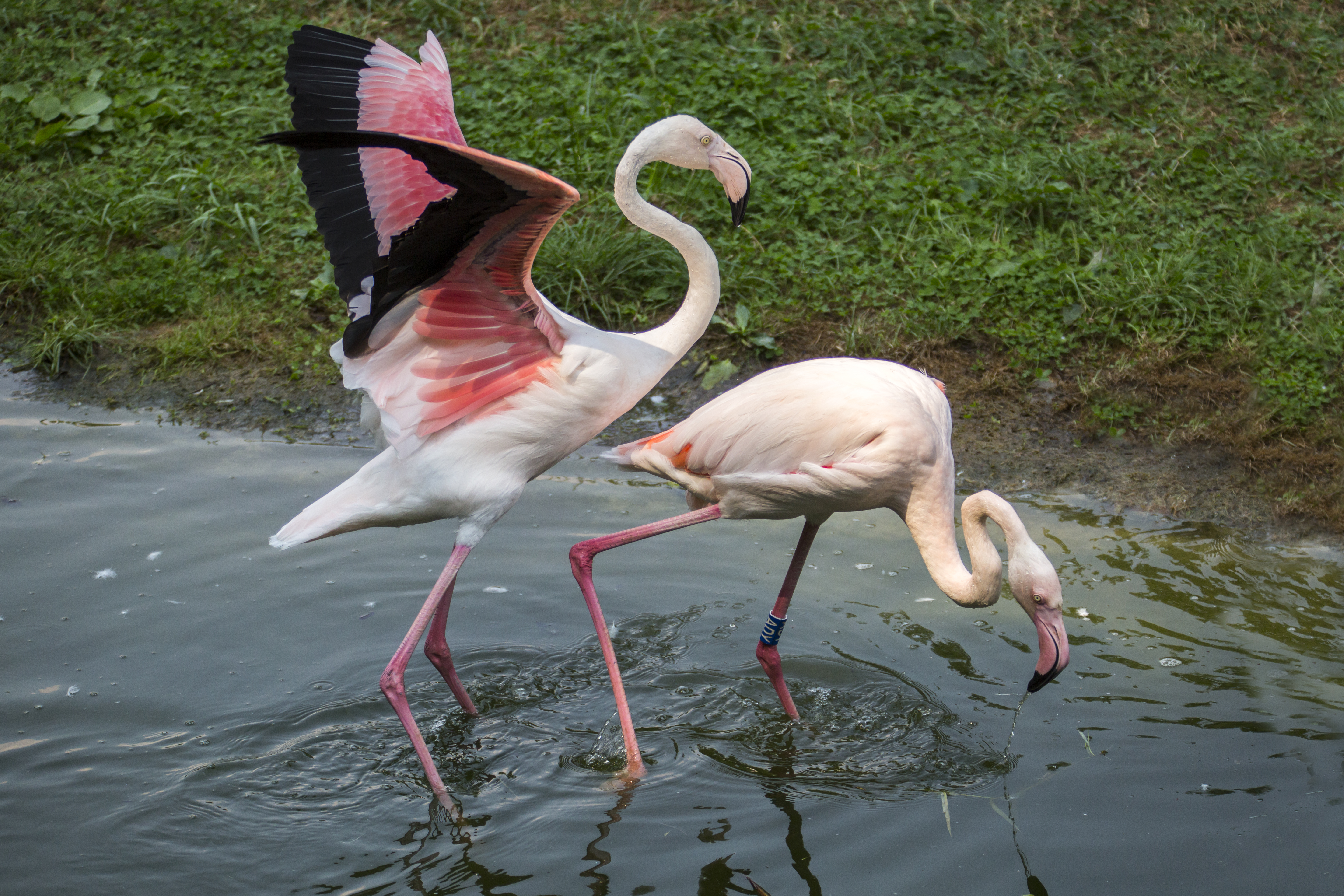 Flamingi na wybiegu