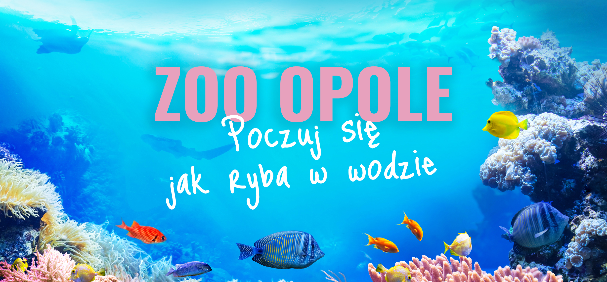 Akwarium Opole banner