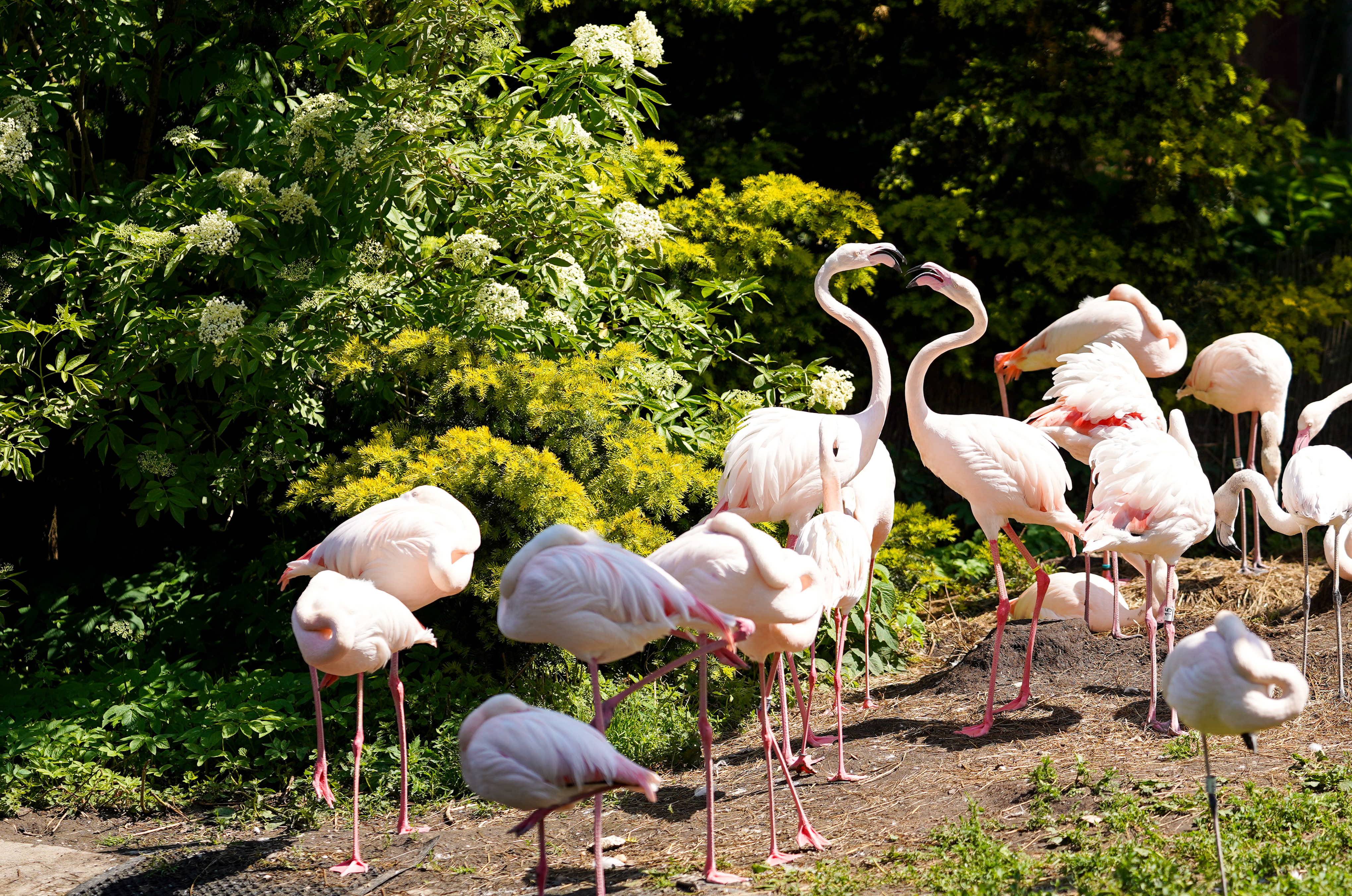 flamingi w opolskim zoo