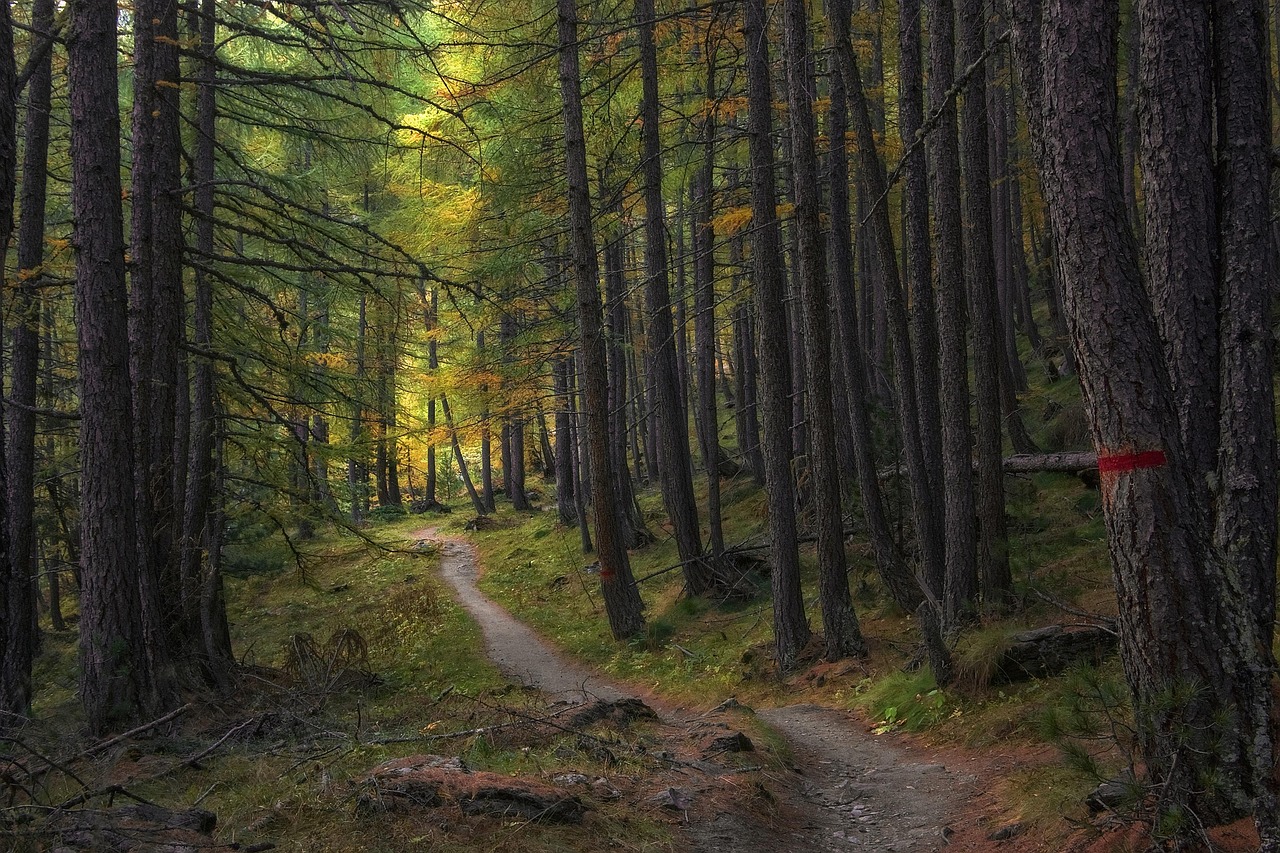 zdjęcie lasu, pixabay.com