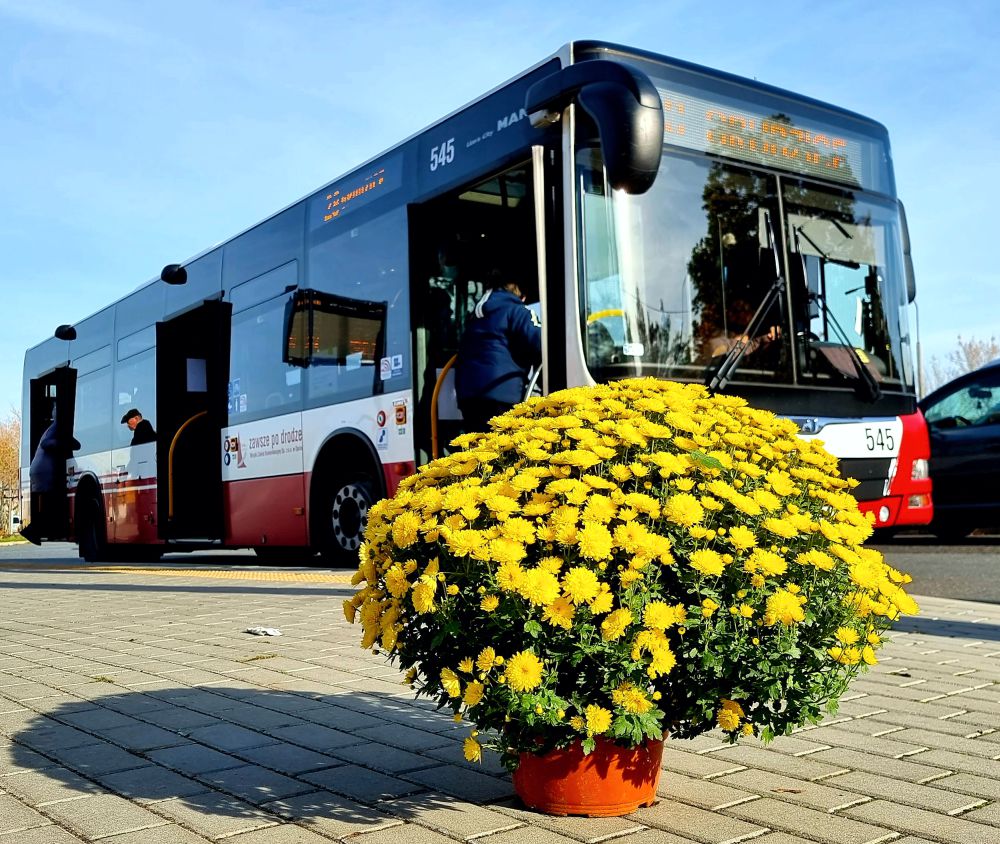 zdjęcie przedstawiające chryzantemy na pierwszym planie, a na drugim miejski autobus