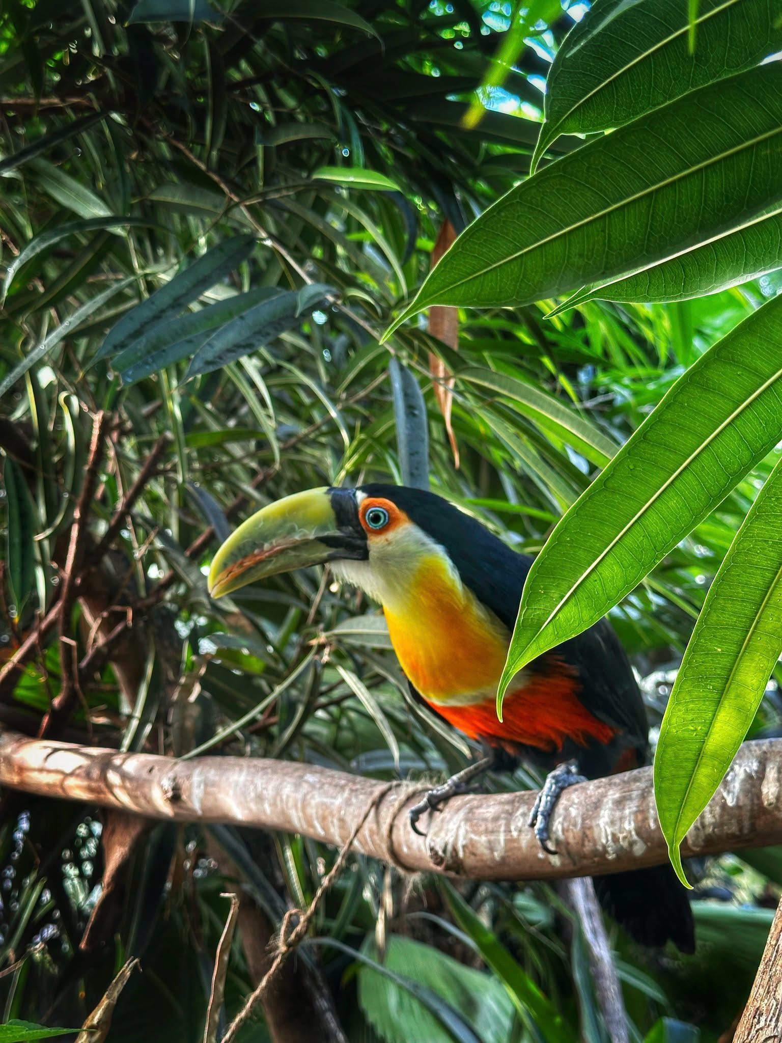 tukan, palmy