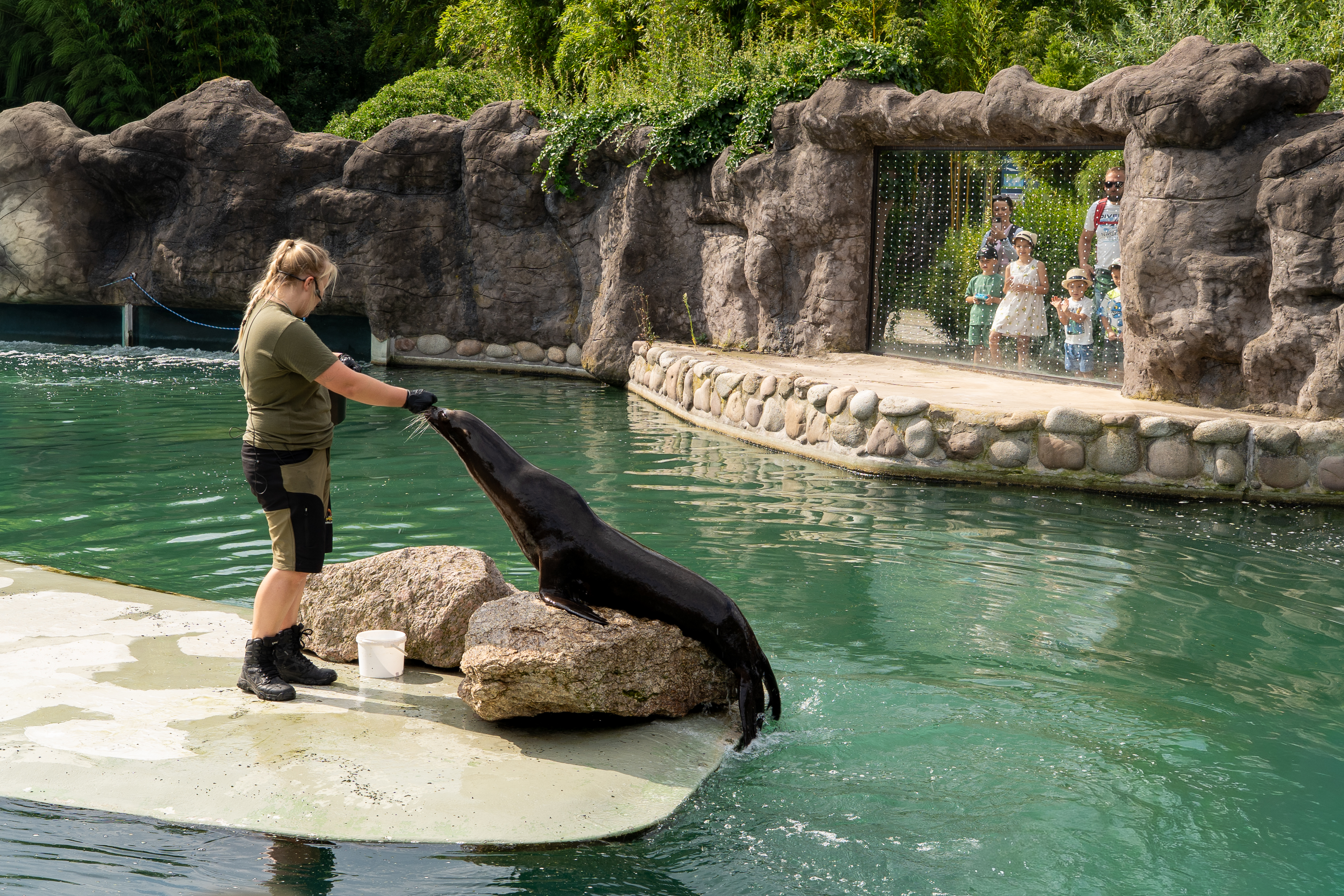 Zdjęcie przedstawia karmienie uchatki kaliformijskiej w ZOO Opole