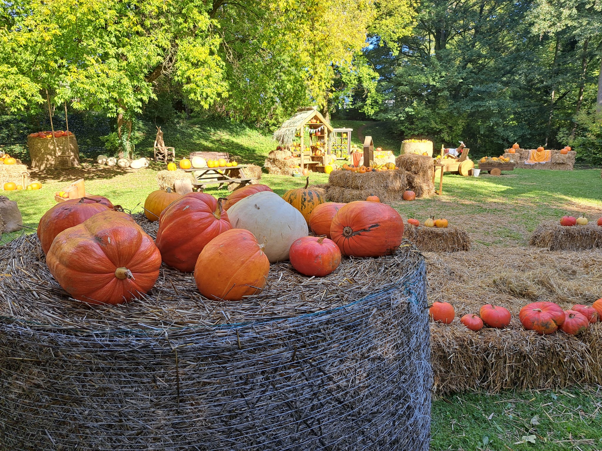 Zdjecie przestawia dużą ilość dyń w aranżacji