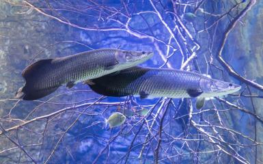 Akwarium w zoo Opole