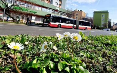 autobus, MZK Opole