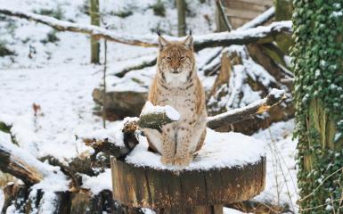 Ryś w opolskim zoo, sceneria zimowa