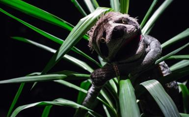 zdjęcie ze spektaklu "Mała draka o zwierzakach", fot. G. Gajos