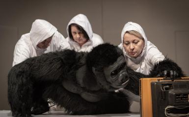 Premiera spektaklu „Ja goryl, Ty człowiek”  
