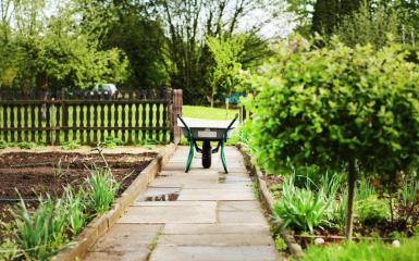 zdjęcie taczki na działkowej ścieżce