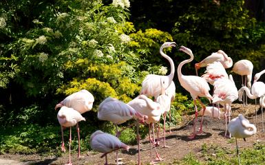 flamingi w opolskim zoo