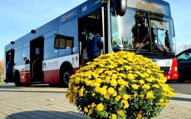 zdjęcie przedstawiające chryzantemy na pierwszym planie, a na drugim miejski autobus