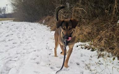 pies ze schroniska na łące