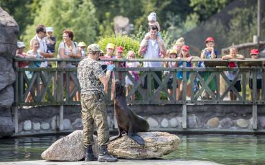 opiekun karmi uchatke, publiczność w tle