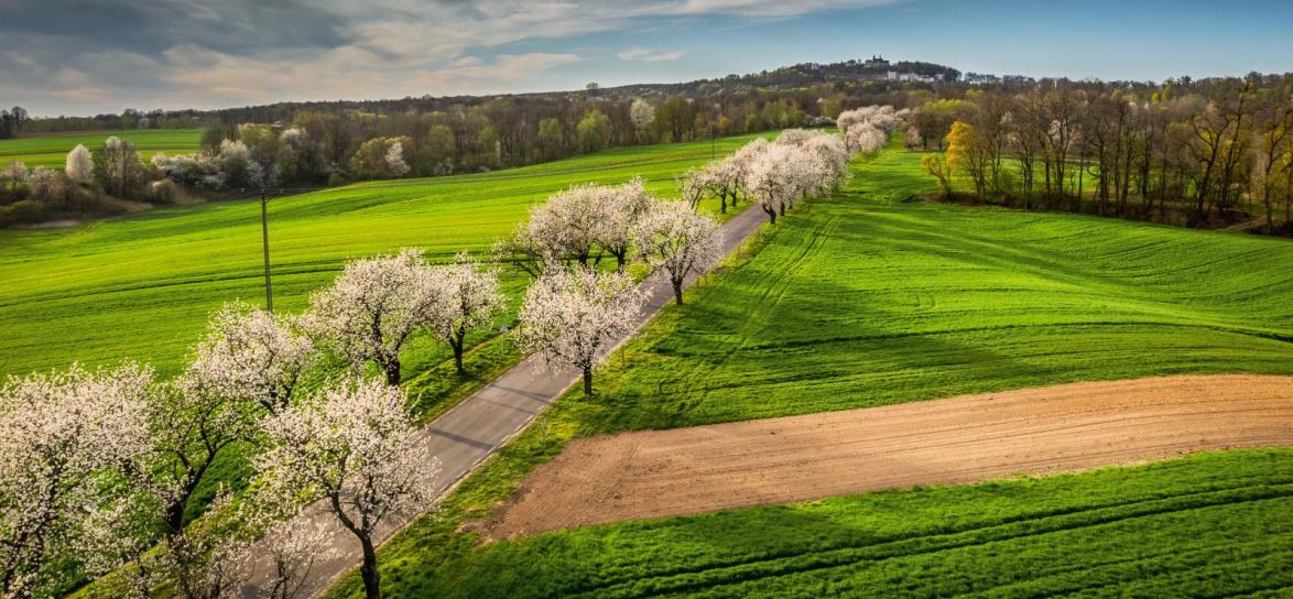 Aleje czereśniowe, fot. Paweł Szpala