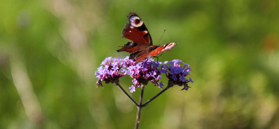 motyl, fot. Anna Parkitna