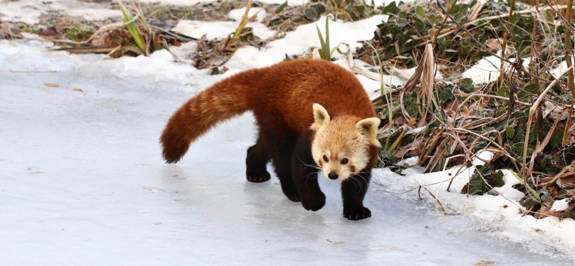 panda ruda fot. M. Bogdanowicz