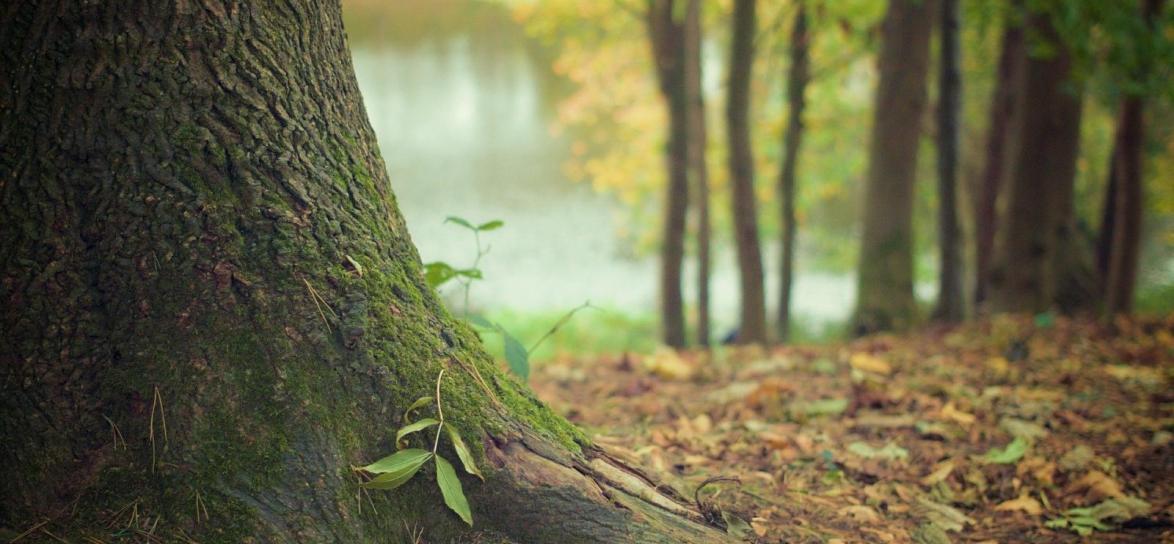 Las, natura