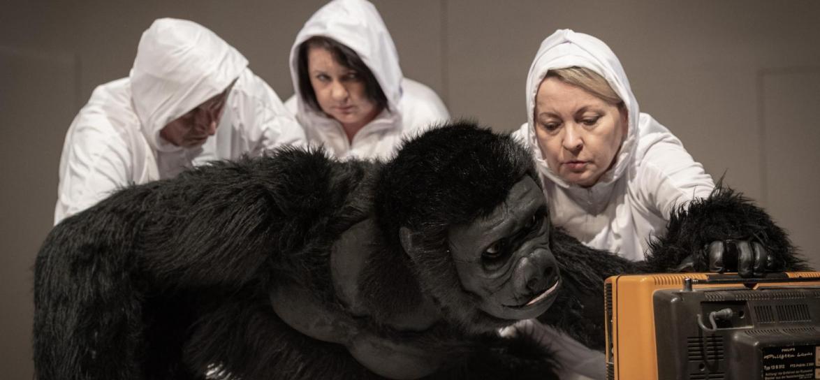 Premiera spektaklu „Ja goryl, Ty człowiek”  