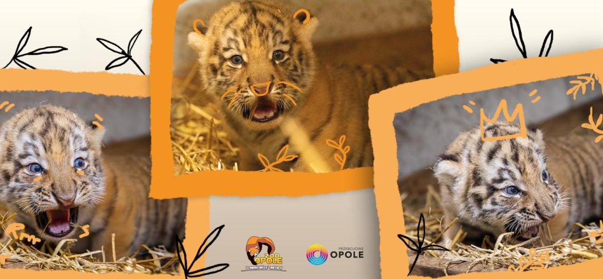 Baner konkursu