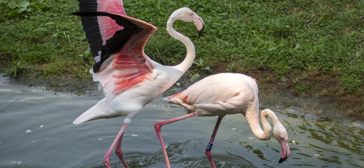 Flamingi na wybiegu