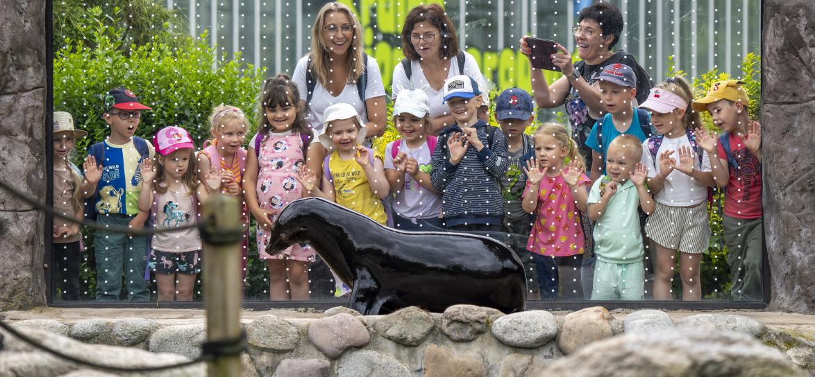 ludzie w zoo oglądający przez szybę uchatkę