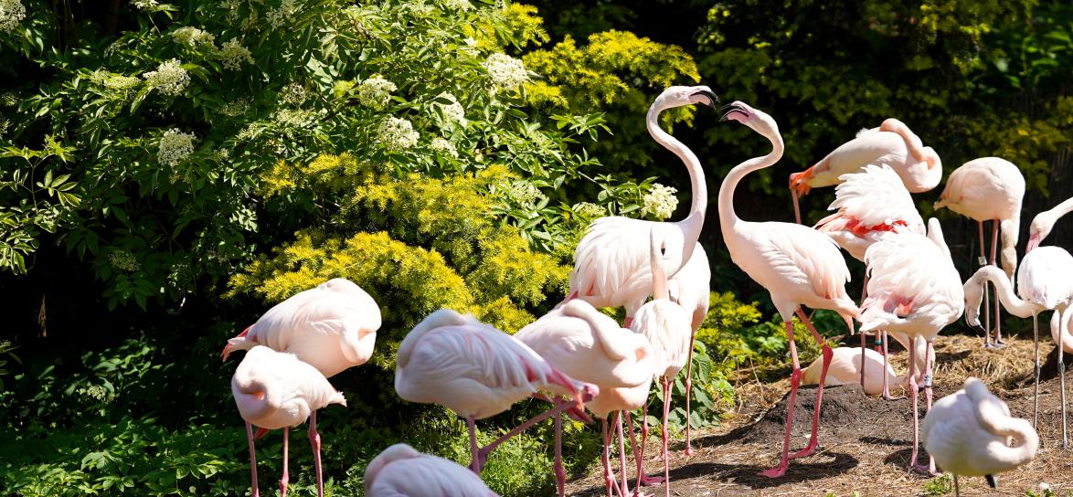 flamingi w opolskim zoo