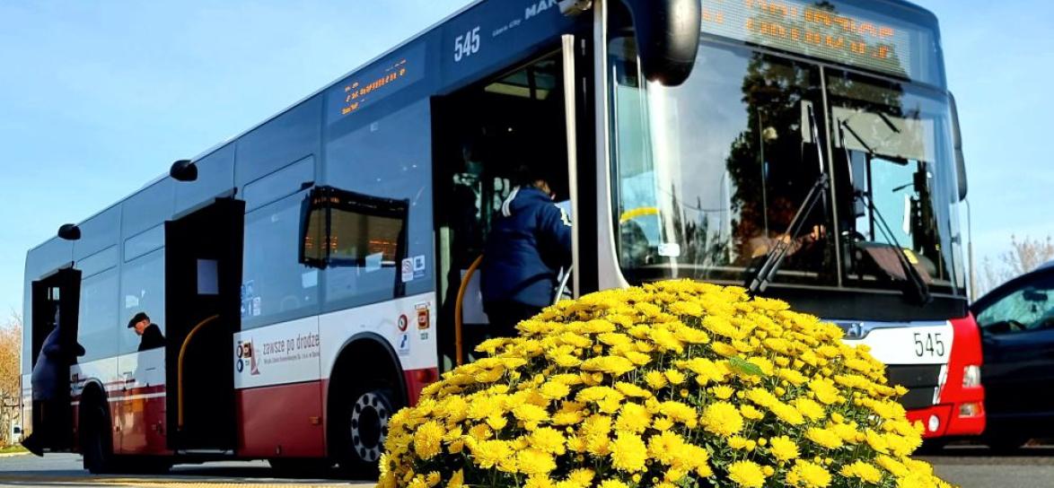 zdjęcie przedstawiające chryzantemy na pierwszym planie, a na drugim miejski autobus