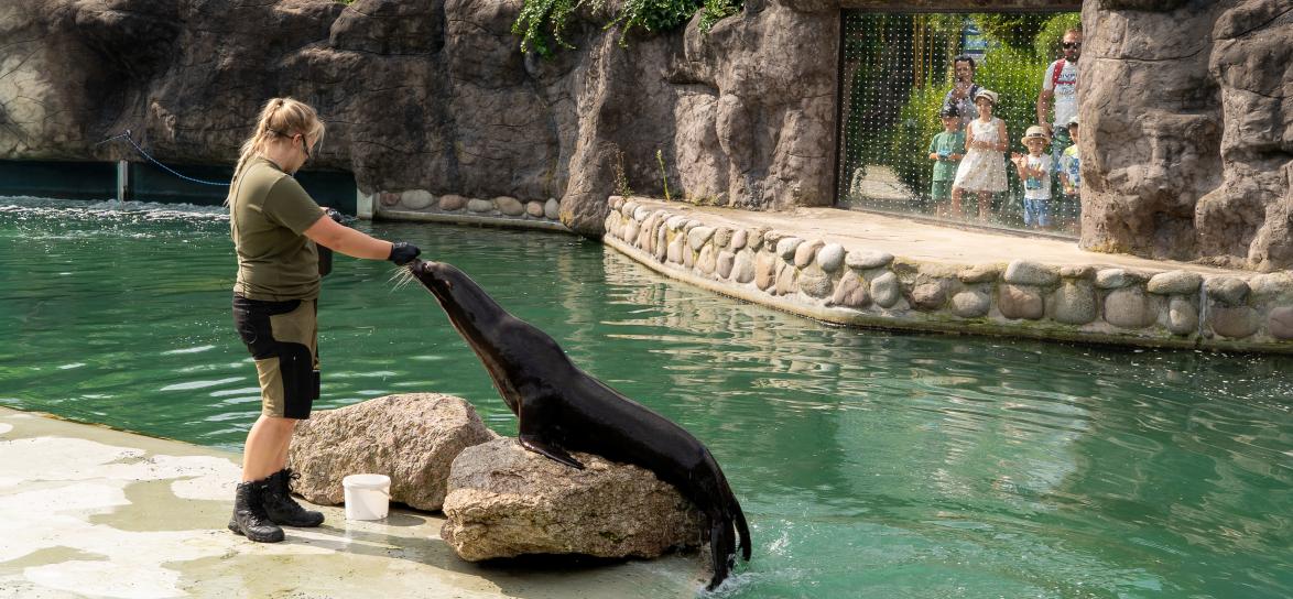 Zdjęcie przedstawia karmienie uchatki kaliformijskiej w ZOO Opole