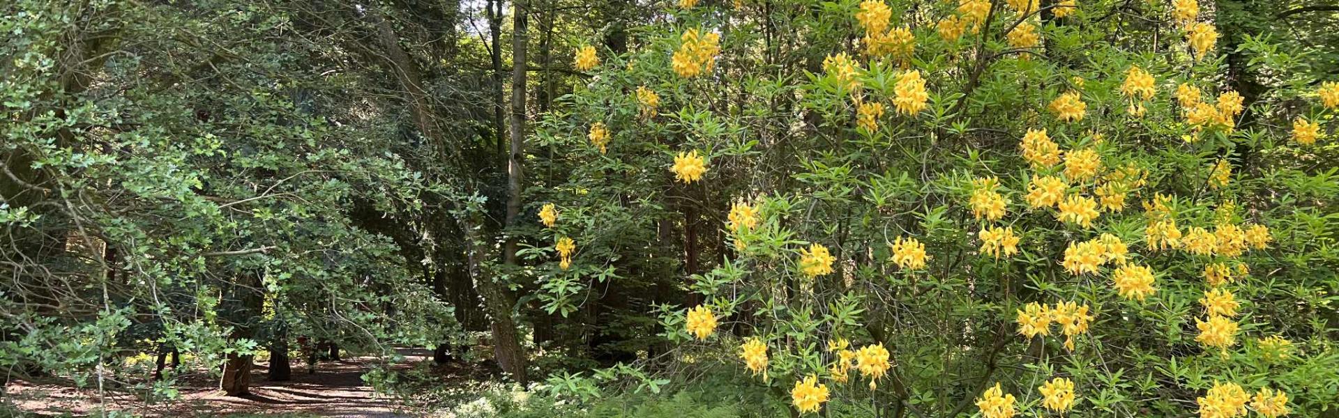 kwiaty w arboretum