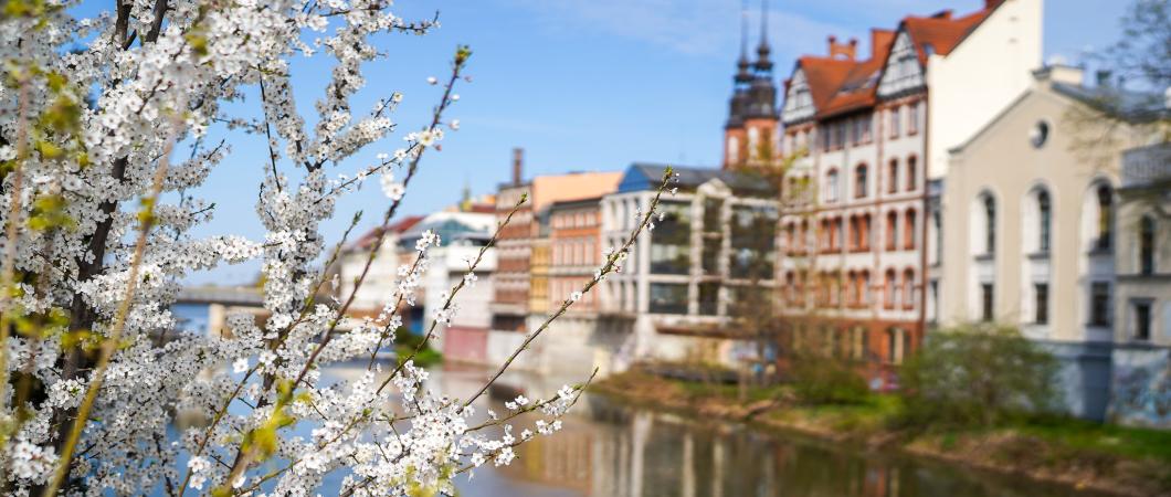 wiosna, kanał młynówka