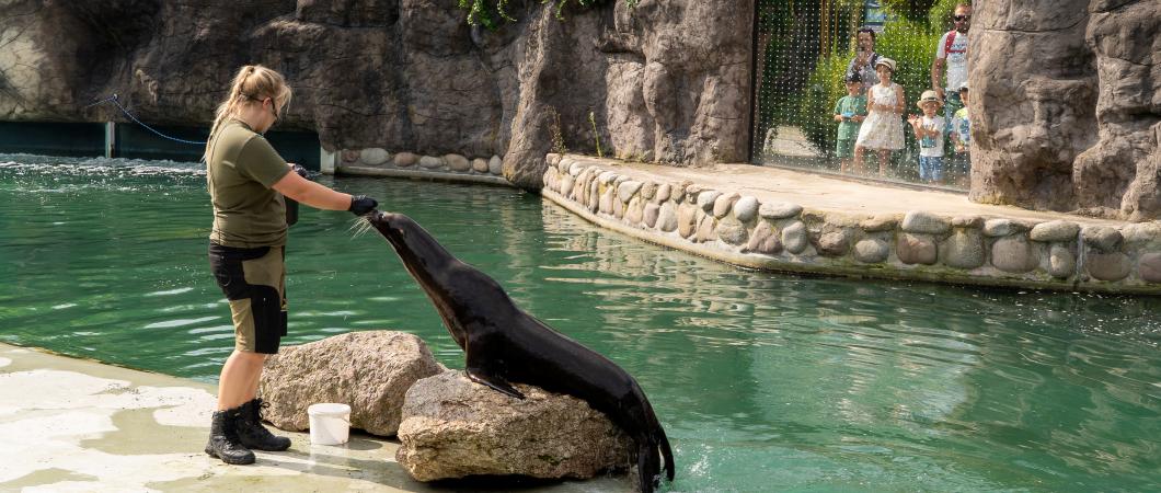 Zdjęcie przedstawia karmienie uchatki kaliformijskiej w ZOO Opole